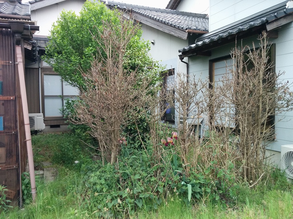 松江市で庭木と草が伸びた施工前