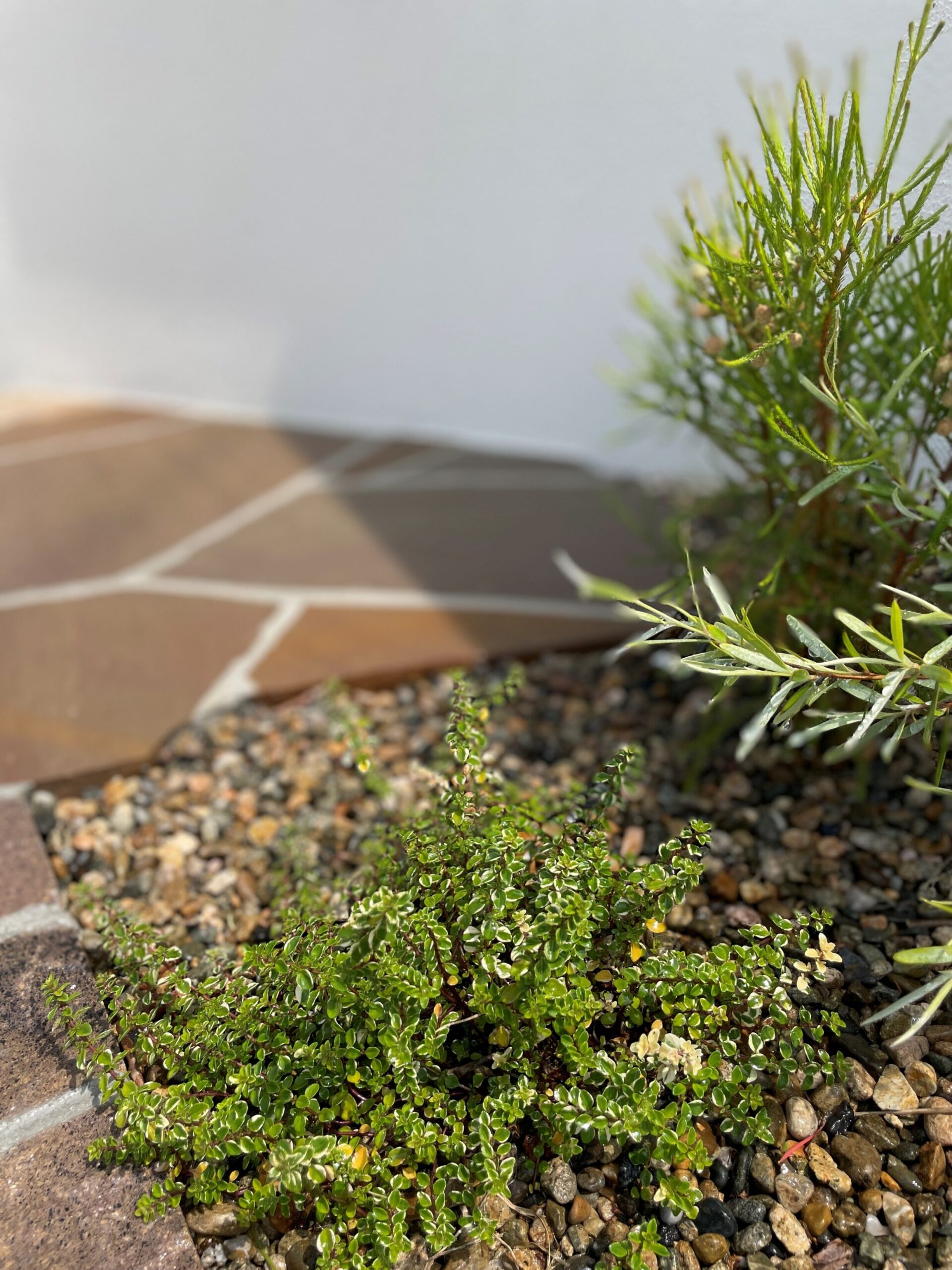雲南市 外構リフォーム 門壁横に植えられた植栽の写真
